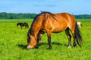 Obraz premium the horse grazes pasture