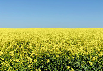 Fototapeta premium rural background of a field with rapeseed in a bright suny day