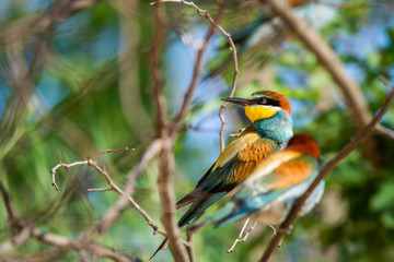 The European Bee-eater, Merops apiaster is sitting and showing off on a nice branch, during mating season