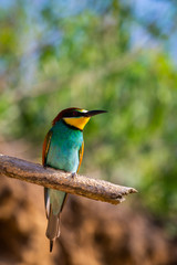 The European Bee-eater, Merops apiaster is sitting and showing off on a nice branch, during mating season