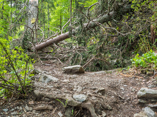 nach dem Sturm: entwurzelter Baum im Schwarzwald