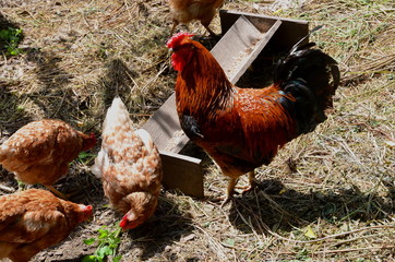 
A rooster and a queen on a farm near a wooden feeder.
