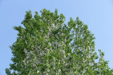 pollen on the poplar tree,Pollen on poplar trees make people allergic,