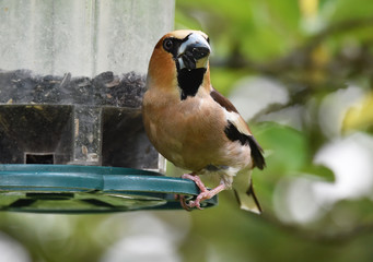 Kernbeißer frisst Sonnenblumenkerne 
