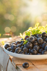  Ripe and juicy fresh picked blueberries closeup.