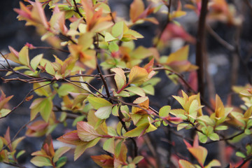 New leafs sprouting at the beginning of spring in Vilnius Lithuania