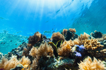 Coral reef underwater