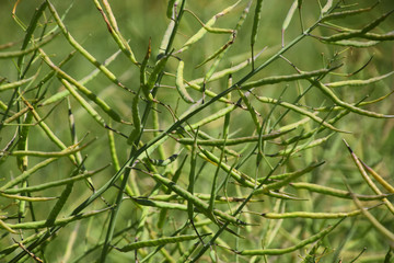 branches of ripe oilseed rape in macro look