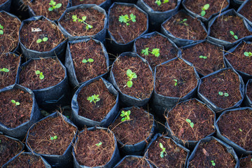 Farmer planting young seedlings in a bag. Young plant growing in the morning light.