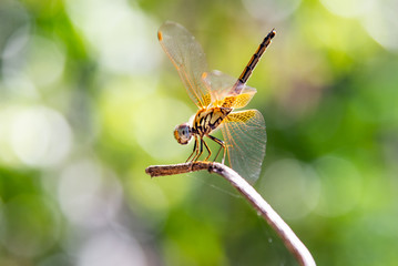 Yellow Dragonfly Perched On A Branch Top Of Tree, (selective focus)