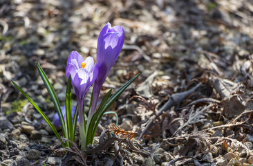 Blue crocus growing on the ground sprinkled with pine needles