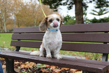 Boswell playing out in the park