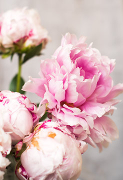 Fototapeta bunch of pink peony flowers on light background