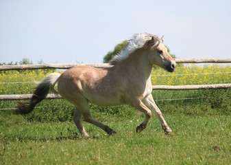 beautiful fjord horse is running on a paddock in the sunshine