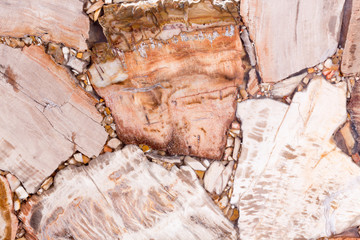 Natural contrast petrified wood texture in brown and light tone.