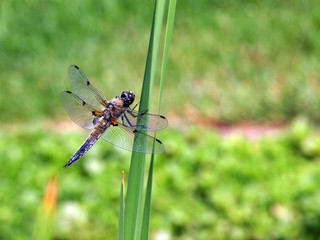 Große Libelle am Schilf