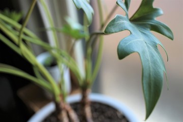 Obraz premium ......観葉植物.