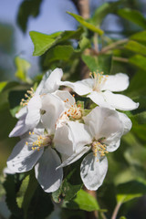 Close up flowers blooming apple tree in spring