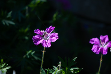 Phlox mit Schwebfliege