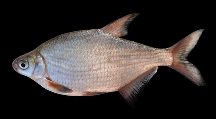 Obraz premium Live silver bream isolated on black background