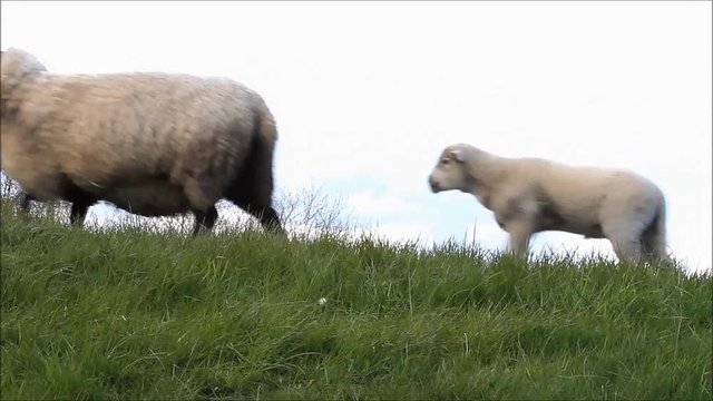 sheep family walking on a dike, sound
