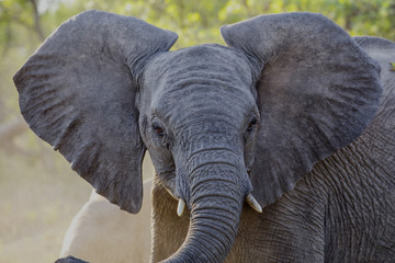 Naklejka na ściany i meble Elephant in Sabi Sanda Game Reserve in the Greater Kruger Regio in South Africa