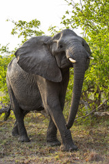 Elephant in Sabi Sanda Game Reserve in the Greater Kruger Regio in South Africa