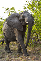 Naklejka premium Elephant in Sabi Sanda Game Reserve in the Greater Kruger Regio in South Africa