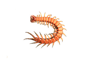 under or bottom of centipede isolate on white background