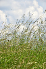 Fototapeta premium rough bluegrass in summer, rural meadow with long grass and cloudy sky in the background, Poa trivialis grass