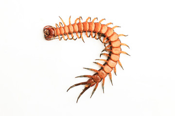 under or bottom of centipede isolate on white background