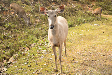 Obraz na płótnie Canvas Many deers at Khaoyai national park, Nakhon Ratchasima, Thailand.