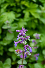 Fototapeta na wymiar Purple flowers blooming