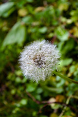Dandelion seeds ready to blow in the wind