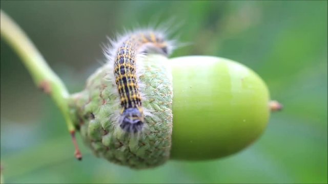 caterpillar on green acorn, Phalera bucephala
