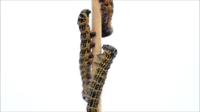 caterpillar macro, Phalera bucephala, Raupe Mondvogel
