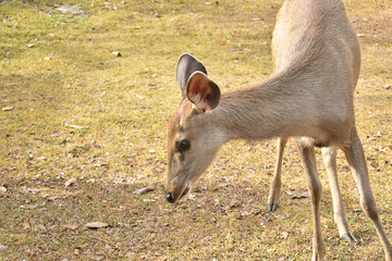 Many deers at Khaoyai national park, Nakhon Ratchasima, Thailand.