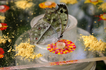 Forest mother-of-pearl butterfly drinking nectar
