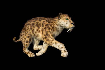 3D rendering of a sabertooth tiger isolated on black background