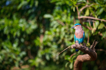 Lilac breasted roller