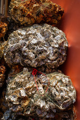 Oyster shell in plastic fishing net