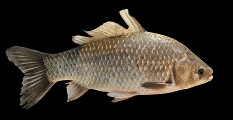 Crucian carp isolated on black with accurate clipping path