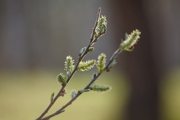 Blooming Willow