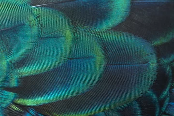 Foto auf Acrylglas Closeup peacock feathers ,Green peafowl © chamnan phanthong