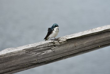 Wind blowing feathers on tree swallow
