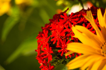 a bouquet of bright spring flowers of various types