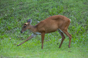 Closeup Barking deer on green grass