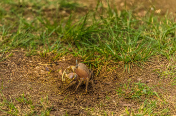 CRABE DES ILES DU PACIFIQUE