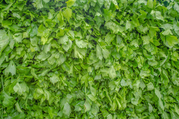 Celery on ordinary wood
