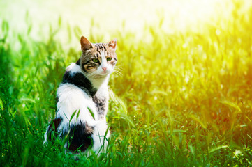 A white adult cat with dark spots sitting in the green summer grass at the warm sunset